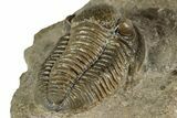 Detailed Gerastos Trilobite Fossil - Morocco #351273-5
